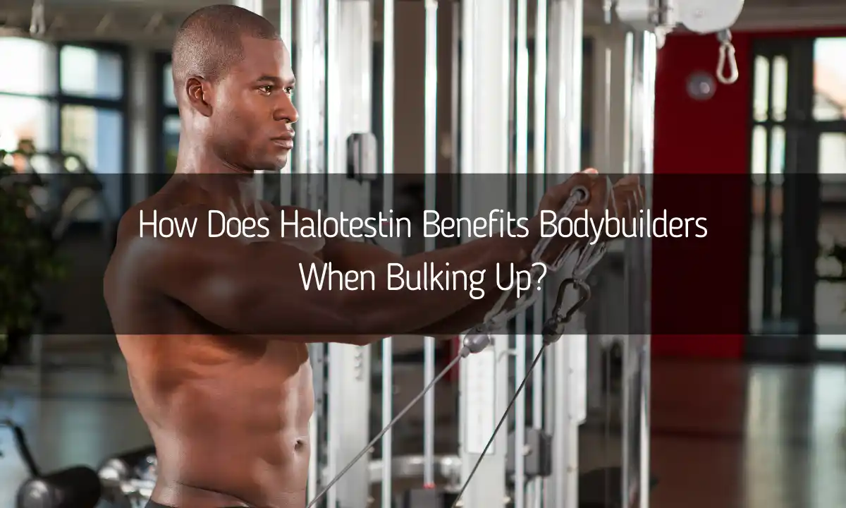 Halotestin benefits when bulking up